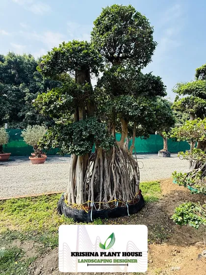 We source and supply extraordinary plants like this large, mature Ficus bonsai. With its intricate root system and expertly shaped canopy, a tree like this becomes a living sculpture and the centerpiece of any garden or large indoor space.