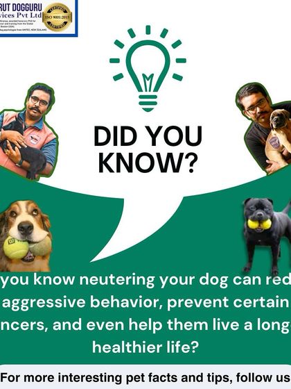 Dog Guru - Dog Behavior & Owner Consultation Dog Guru's Q&A: Your Questions Answered photo 5