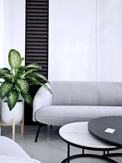 A Dieffenbachia, or Dumb Cane, adds lush, tropical foliage to this modern waiting area. Its variegated leaves provide visual interest, and it's a hardy choice for indoor environments.