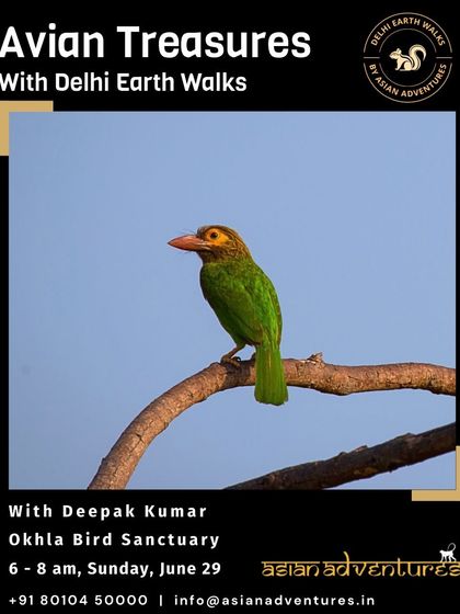 Urban Bird Watching photo 33