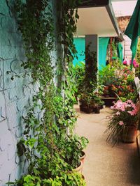 Balcony & Small-Space Gardening