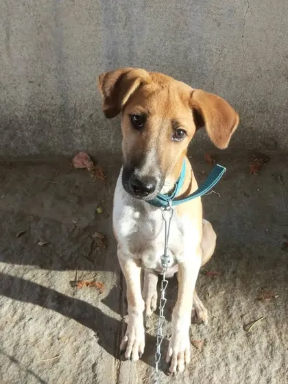 A portrait of Puppy when he was just a few months old. Those eyes could melt anyone's heart.
