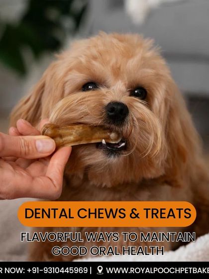 Good oral health is crucial for your pet's overall well-being. My dental chews and crunchy treats are a flavorful way to help maintain clean teeth and healthy gums.