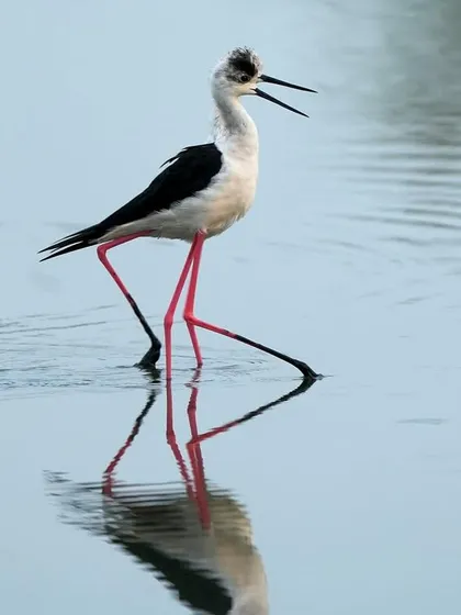 Look at those legs! A Black-winged Stilt takes a confident stride through the water, its reflection following perfectly. These birds make walking on stilts look easy.