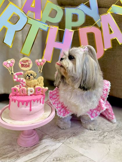 A side-eye for the cake. Poppy the Shih Tzu is keeping a close watch on her pretty pink birthday cake before making her move.