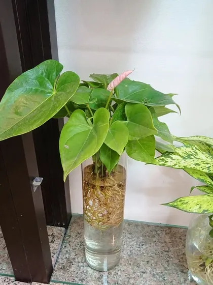 Another variety of Anthurium growing in water. These plants are known for their long-lasting, heart-shaped flowers.