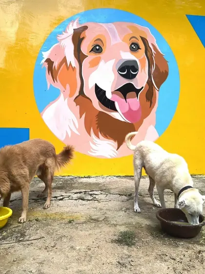 Two dogs eat beneath the mural of Kavya, the golden retriever who inspired VOSD. Her spirit is at the heart of our identity and our mission.