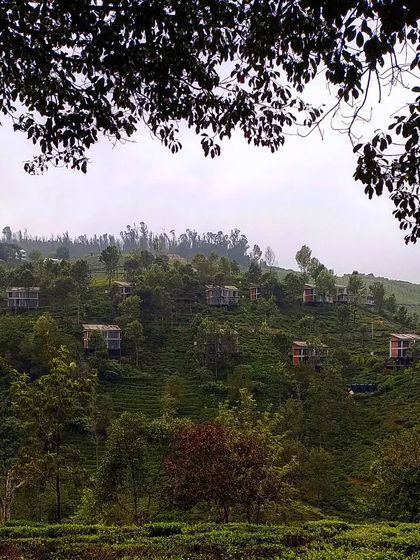 The villas at VAY, Hulical, scattered across a tea estate in the Nilgiris. The design places each bungalow to maximize views and privacy, making them appear like quiet observers in the vast, rolling landscape.