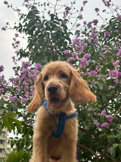 Zoella Dog Training - Puppy Foundation Training Welcome to the Pack! photo 24