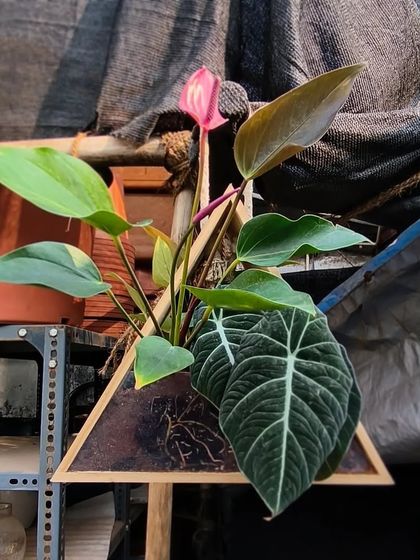 Unique Planters & Displays photo 3