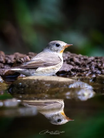 A Red-breasted Flycatcher at the edge of a puddle, its reflection perfectly captured in the water below.