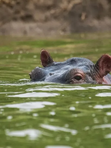 A hippopotamus peeks out of the water in Queen Elizabeth National Park, Uganda. While they may look placid, hippos are one of Africa's most dangerous animals, a fact that their cautious eyes seem to suggest.