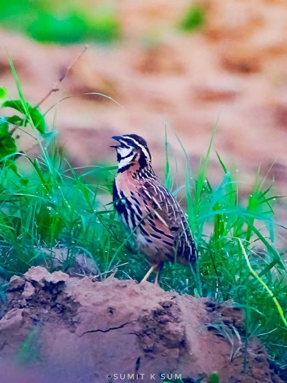 A Rain Quail calling out, its beak open in song.