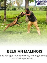 K9 Security & Detection Services