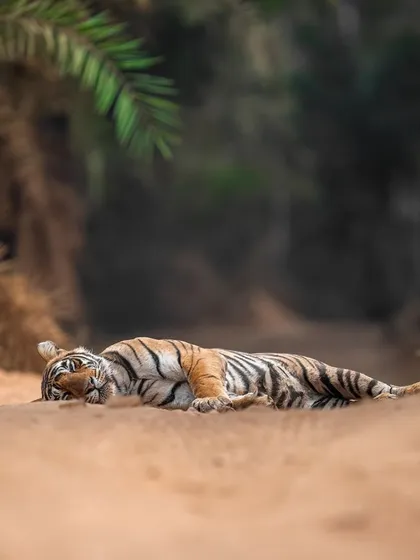 Noorie, the daughter of the legendary Noor, sleeping on the road. Her relaxed state allowed us to observe her for a long time before she began her territorial patrol.