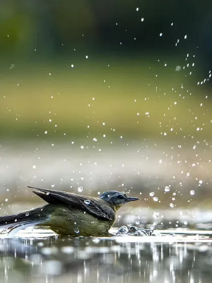 A yellow wagtail taking a vigorous bath, sending droplets of water flying everywhere. Birds need to bathe even in winter to keep their feathers in good condition.