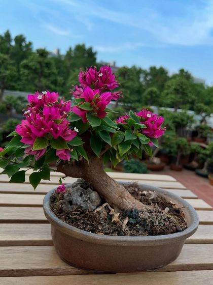 A compact magenta Bougainvillea bonsai, perfect for smaller spaces. The intensity of its color proves that even miniature trees can have a bold and vibrant personality.