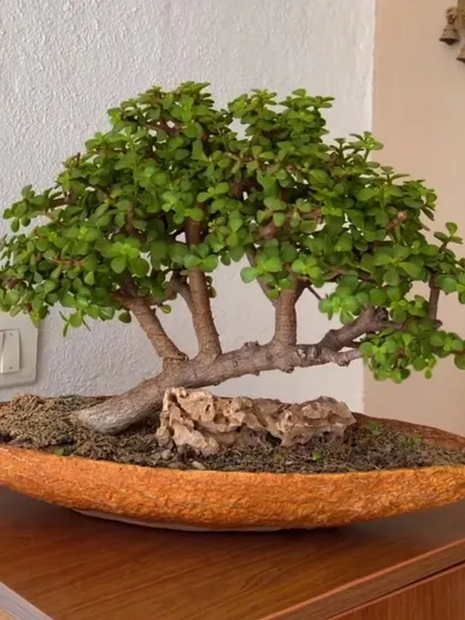 A Jade bonsai forest set in a wide, shallow pot. This arrangement creates a beautiful miniature landscape, perfect for a prominent spot on a table or entryway.