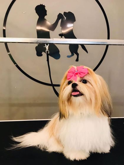 Tails of the City - Pet Spa & Creative Styling Our Happy Pack: Client Gallery photo 5