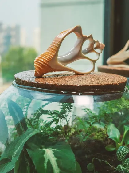 A detail shot of the beautiful, sculptural seashell used as a lid for this terrarium. It adds a unique, natural element to the design.