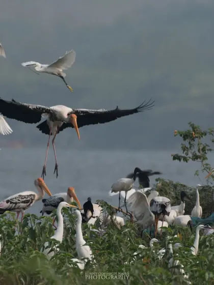 A chaotic and beautiful scene at a wetland rookery, with a Painted Stork coming in for a landing amidst a flock of egrets and other water birds. This is a great example of a thriving wetland ecosystem.