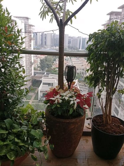 A quaint balcony setup with a mix of plants, including poinsettias, creating a festive and cozy atmosphere against the city view.