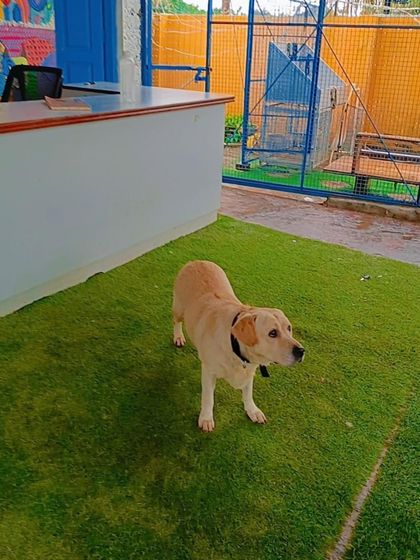 Lucy, a 5-year-old female Labrador, standing in a neat, grassy area. She is fully vaccinated and looking for a home.
