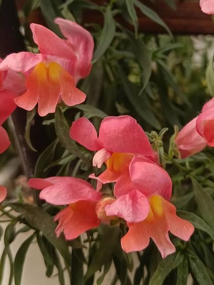 A gallery of the many different flowers I have successfully grown, showing a wide range of colors and types.