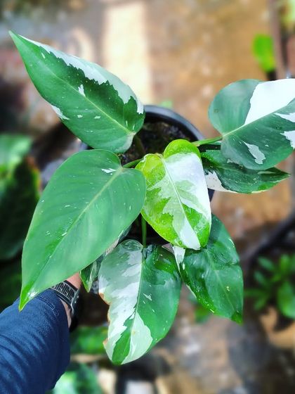 Rare & Collector's Plants photo 5