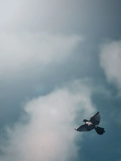 Lalith - Wildlife & Nature Photography Wings in Motion photo 18