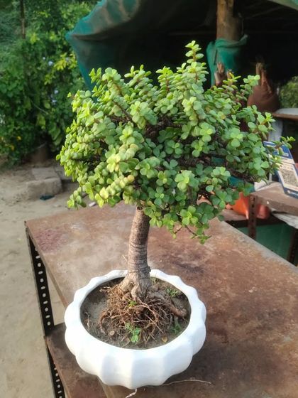 A beautiful Jade plant styled as a bonsai tree in a white ceramic pot. Jade plants are considered to bring good luck and are very easy to care for.