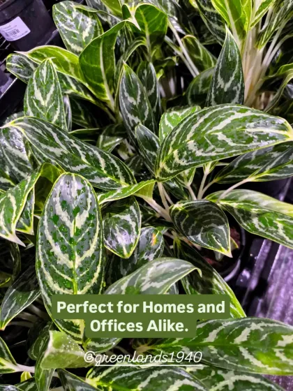 Perfect for homes and offices alike, the Aglaonema is a versatile and resilient plant that we always recommend to our customers.