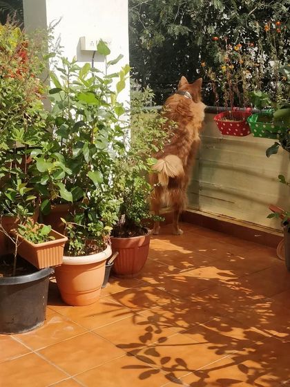 Jazzy's Pet Care - In-Home Dog Boarding Our Home is Their Home photo 18