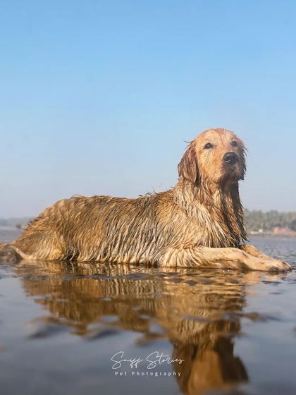 Sniff Stories - Pet Videography Paws, Splashes, and Muddy Noses photo 27