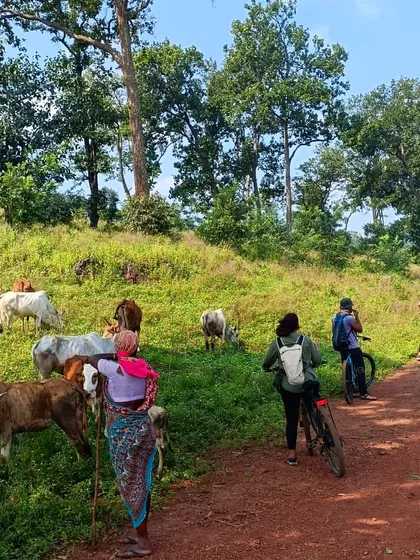 Weaving through a herd of cattle on a forest trail. This is a typical and beautiful scene from our Kanha cycling holiday, where nature and daily life are completely intertwined.