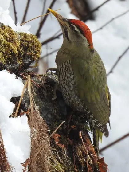 A Grey-headed Woodpecker forages for insects on a snow-dusted tree trunk in the Himalayas. Winter birding with us reveals how different species adapt to the harsh conditions.