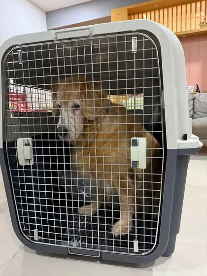 Cherry in her crate, ready for her flight to Dubai. She looks calm and prepared, which is exactly what I aim for.