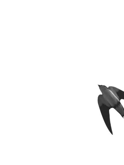 A high-key, minimalist shot of a Wire-tailed Swallow in flight. The stark white background removes all distractions, allowing the viewer to appreciate the bird's unique shape and elegant, streamlined form.