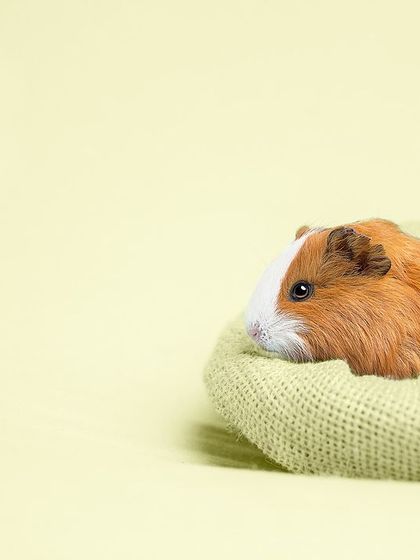 Pragalbh - Commercial Pet Photography The CARE Shelter Animal Series photo 12