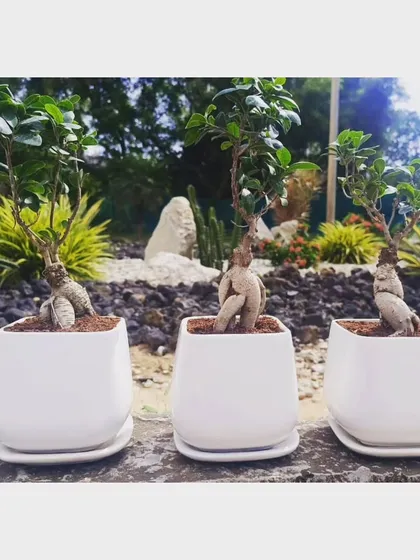 The Ficus Bonsai is a work of living art. This image shows a trio of our bonsai, each with a unique, thick trunk and healthy green leaves, presented in a clean, white ceramic pot. It's a sophisticated gift that helps purify indoor air and adds a touch of tranquility to any desk or home.