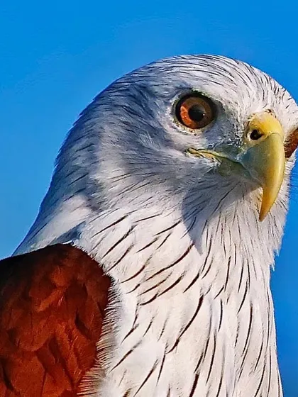 A powerful portrait of a Brahminy Kite against a brilliant blue sky. This shot captures the intense gaze, sharp hooked beak, and the clean contrast between its white head and rich reddish-brown body, embodying the majesty of a bird of prey.