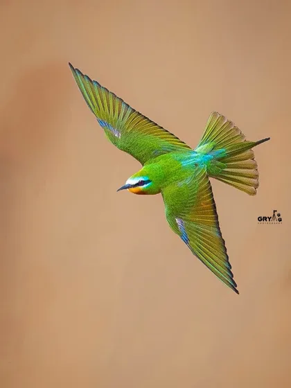 A Blue-cheeked Bee-eater caught in a graceful mid-air glide. Capturing birds in flight against a clean background highlights their aerodynamic beauty and the technical precision required for such wildlife action shots.