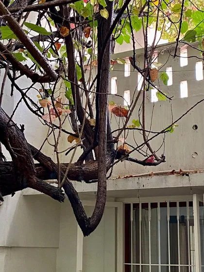 A detail of the 'Wedge Home', showing how a tree's branches interact with the architectural form.
