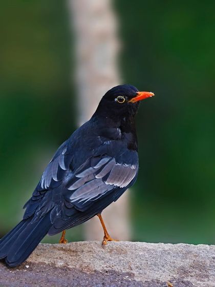 A male Gray-winged Blackbird stands on a stone wall. The image shows the bird adapting to a man-made structure within its territory.