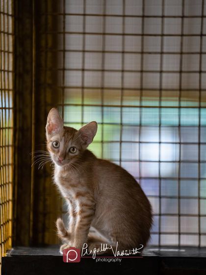 Pragalbh - Animal Rescue & Advocacy Photography Adoption Portfolios: Soulful Portraits for a Second Chance photo 19