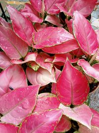 Plant Rental & Maintenance