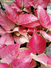 Plant Rental & Maintenance