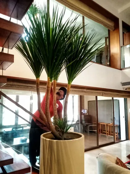 Here's Angud, our co-founder, carefully positioning a massive Draco into a 4-foot tall pot at a filmmaker's office. It’s this hands-on approach and attention to detail that defines our work on every project.