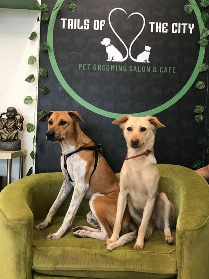 Tails of the City - Pet Grooming Our Happy Doggos photo 26