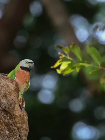 A female Red-breasted Parakeet peeking out from a tree hollow. These birds are cavity nesters, and finding their nests is always a rewarding experience.